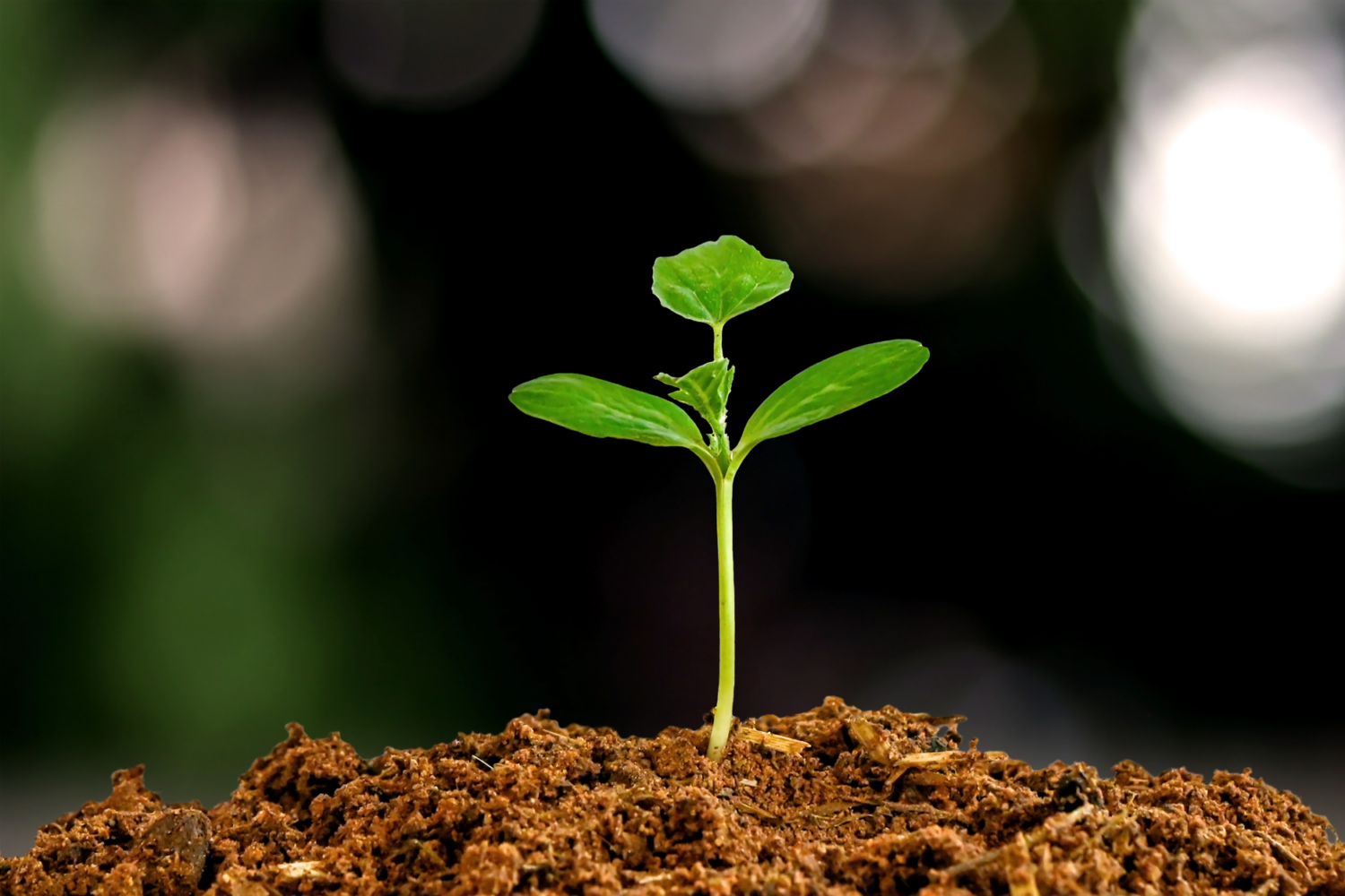 Advice from Ottawa Leaders that Changed My Life